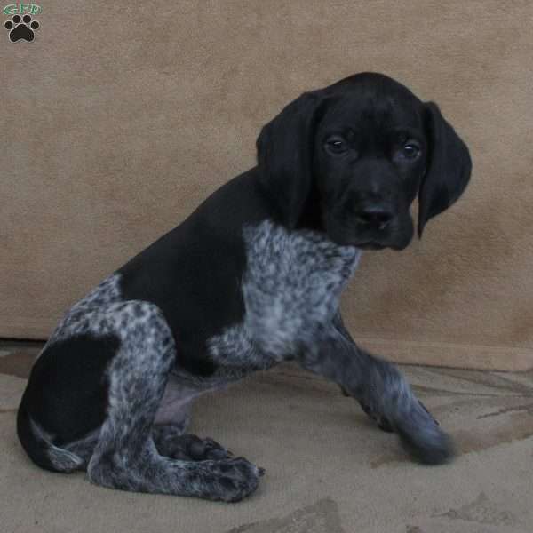 Denver, German Shorthaired Pointer Puppy